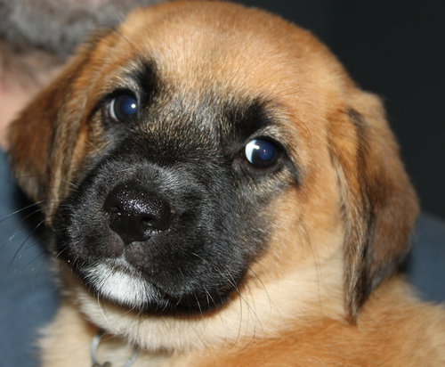 Qo Litter Adrian - ADOPTED 09.13.15