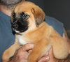 Qo Litter Adrian - ADOPTED 09.13.15