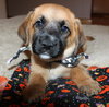 Qo Litter Adrian - ADOPTED 09.13.15