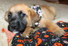 Qo Litter Adrian - ADOPTED 09.13.15