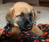 Qo Litter Adrian - ADOPTED 09.13.15