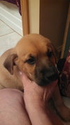 Qo Litter Madonna - ADOPTED 09.12.15