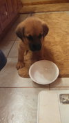 Qo Litter Madonna - ADOPTED 09.12.15