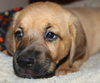 Qo Litter Madonna - ADOPTED 09.12.15