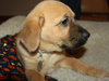 Qo Litter Madonna - ADOPTED 09.12.15