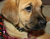 Qo Litter Madonna - ADOPTED 09.12.15