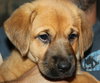 Qo Litter Madonna - ADOPTED 09.12.15