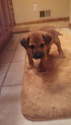 Qo Litter Julliard - ADOPTED 09.12.15