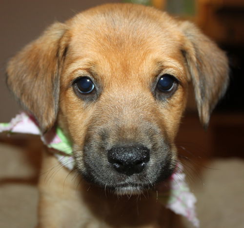 Qo Litter Julliard - ADOPTED 09.12.15