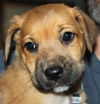 Qo Litter Julliard - ADOPTED 09.12.15