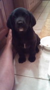 Qo Litter Harvard - ADOPTED 09.12.15