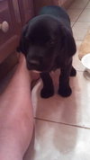 Qo Litter Harvard - ADOPTED 09.12.15