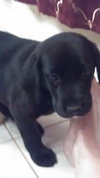 Qo Litter Harvard - ADOPTED 09.12.15