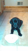 Qo Litter Harvard - ADOPTED 09.12.15