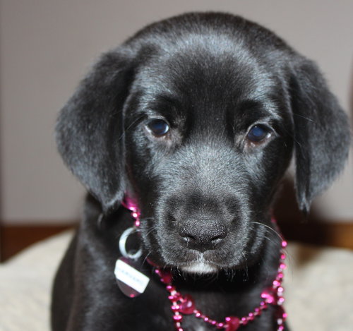 Qo Litter Harvard - ADOPTED 09.12.15