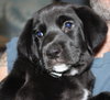 Qo Litter Harvard - ADOPTED 09.12.15