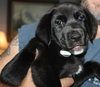 Qo Litter Harvard - ADOPTED 09.12.15