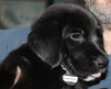 Qo Litter Harvard - ADOPTED 09.12.15