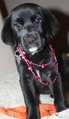 Qo Litter Harvard - ADOPTED 09.12.15