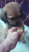 Qo Litter St. Mary - ADOPTED 09.13.15