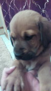 Qo Litter St. Mary - ADOPTED 09.13.15