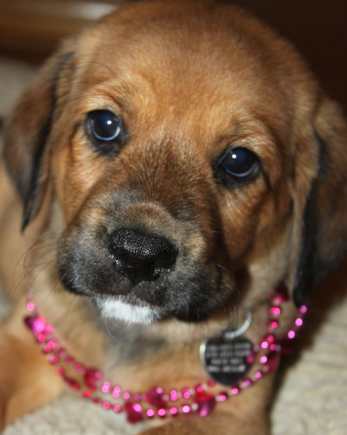 Qo Litter St. Mary - ADOPTED 09.13.15