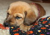 Qo Litter St. Mary - ADOPTED 09.13.15