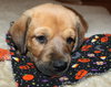 Qo Litter St. Mary - ADOPTED 09.13.15