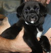 Qo Litter UMichigan - ADOPTED 09.20.15