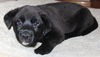 Qo Litter UMichigan - ADOPTED 09.20.15