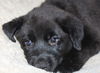 Qo Litter UMichigan - ADOPTED 09.20.15