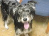 Stormy - ADOPTED-11.15.15