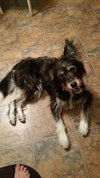Stormy - ADOPTED-11.15.15