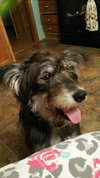 Stormy - ADOPTED-11.15.15