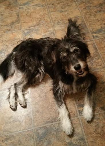 Stormy - ADOPTED-11.15.15