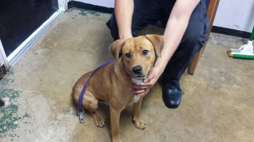 Ducati - ADOPTED-9.30.15