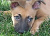 Theodore - ADOPTED 09.18.15