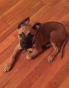 Theodore - ADOPTED 09.18.15