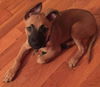 Theodore - ADOPTED 09.18.15