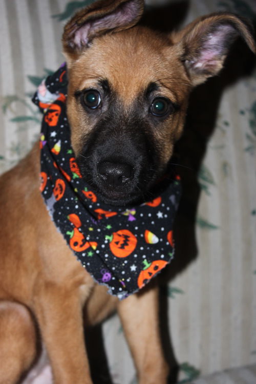 Theodore - ADOPTED 09.18.15