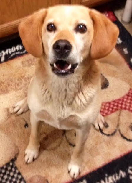 Widget - ADOPTED 10.10.15