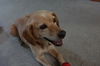 Widget - ADOPTED 10.10.15