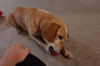 Widget - ADOPTED 10.10.15