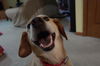Widget - ADOPTED 10.10.15