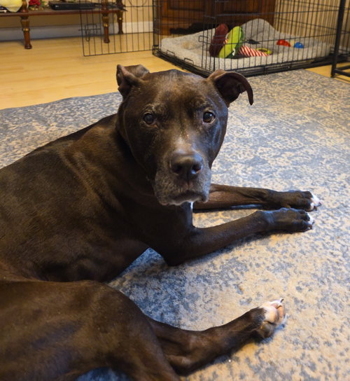 Rosie, an adoptable Pit Bull Terrier in Livonia, MI