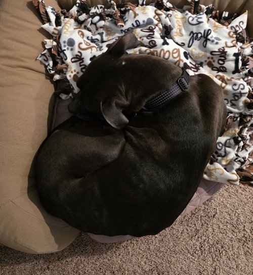 Rosie, photo 4