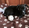 Rosie - ADOPTED 10.03.15