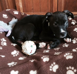 Rosie, photo 9