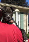 Rosie - ADOPTED 10.03.15