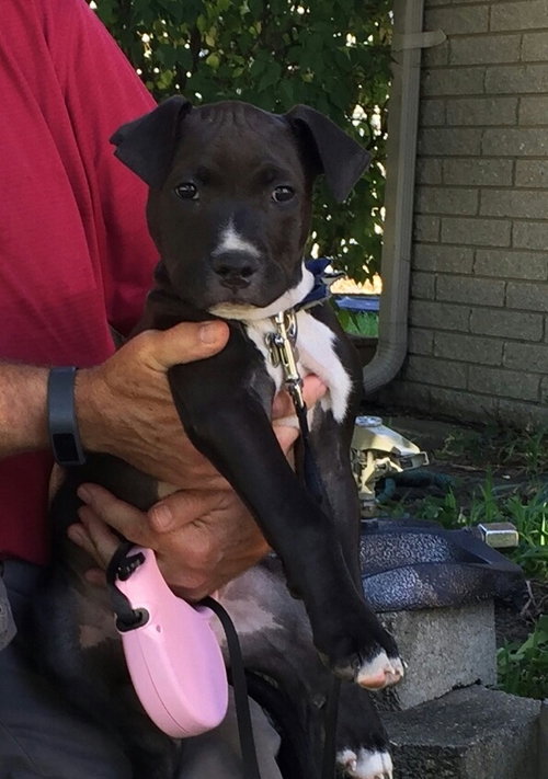 Rosie - ADOPTED 10.03.15
